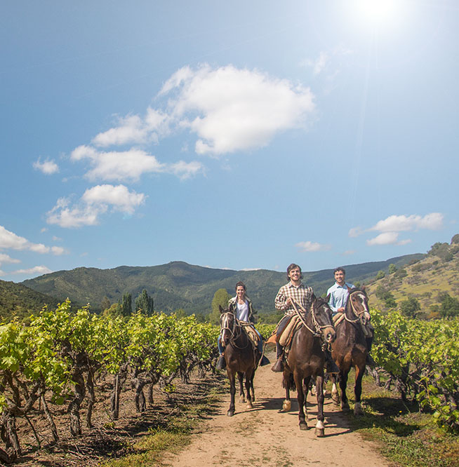 Fotografía de tres personas cabalgando entre viñedos de la región de El Maule